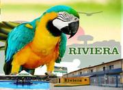 Picutre of Hotel Riviera D'Amazonia in Belem