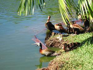 Mangal das Garças´s Ducks in Belém
