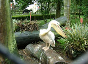 Iguaçu Park Zoo in Curitiba