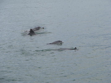 Schooner Ride to the Dolphin Bay