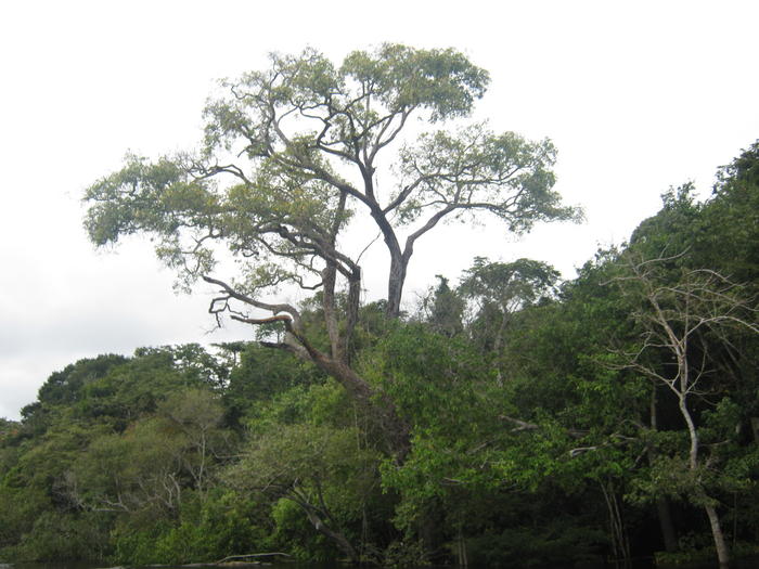 Negro River - Novo Airão region - Amazon