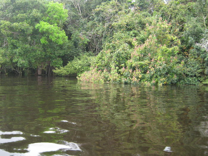 Negro River - Novo Airão region - Amazon