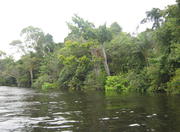 Inside the Amazon Rainforest