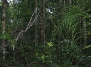 Inside the Amazon Rainforest