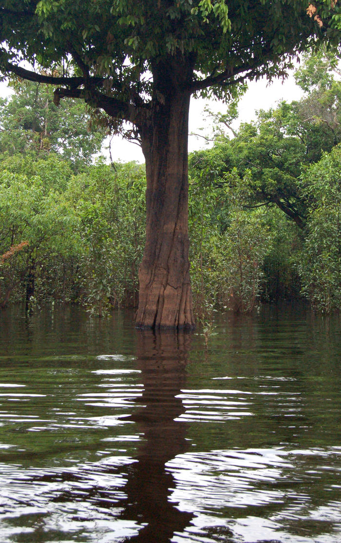 Negro River, Amazon rainforest