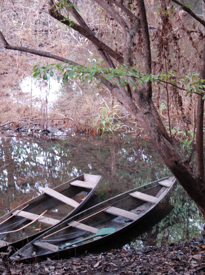 Rainforest Canoes, Negro River, Amazon