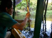 Piranha Fishing  in Amazon