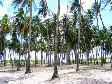 Punaú Beach in Natal