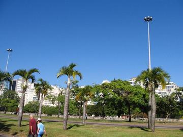 Flamengo Park´s Bottle Palms in Rio de Janeiro