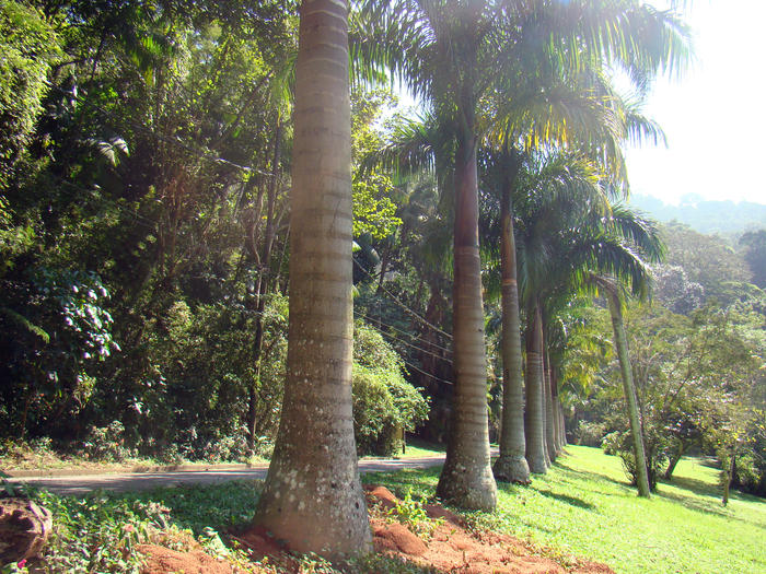 Gávea Park in Rio de Janeiro