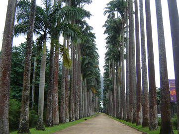 Jardim Botanico in Rio de Janeiro