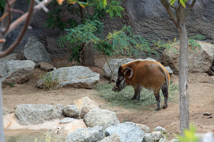Rio Zoo in Rio de Janeiro