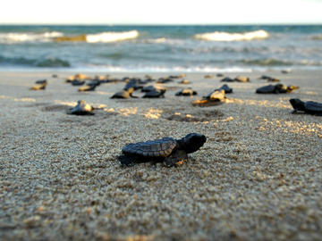 Spawning of Sea Turtles at Forte Beach