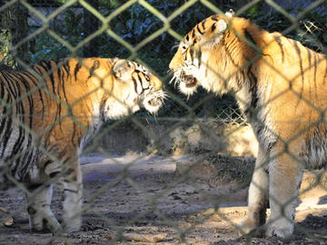 Safari Zoo (former Simba Safari)
