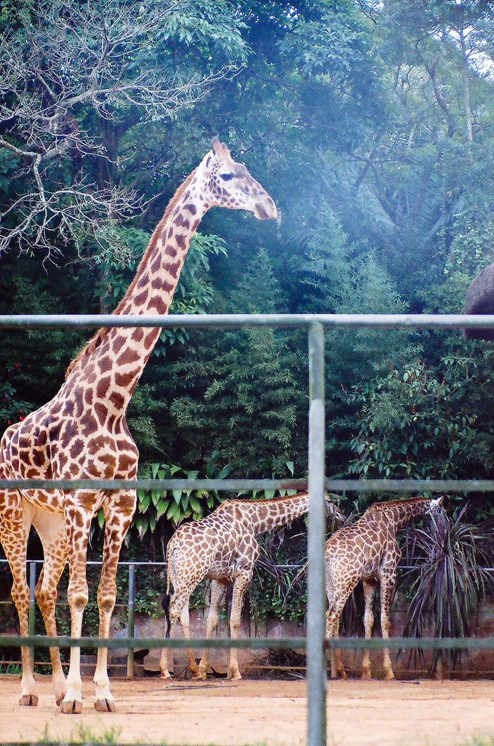 São Paulo Zoo