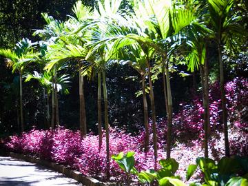 Inhotim Institute in Belo Horizonte