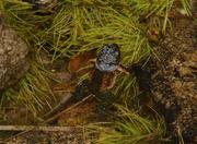 Parque Nacional do Itatiaia