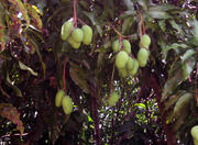 Sarah Kubitschek City Park in Brasília