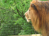 Iguaçu Park Zoo in Curitiba