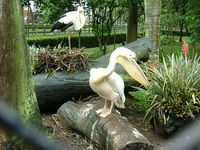 Iguaçu Park Zoo in Curitiba
