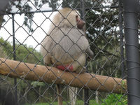 Iguaçu Park Zoo in Curitiba