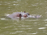 Iguaçu Park Zoo in Curitiba