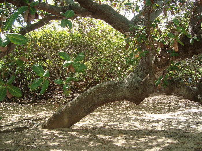 Maior cajueiro do mundo  in Natal