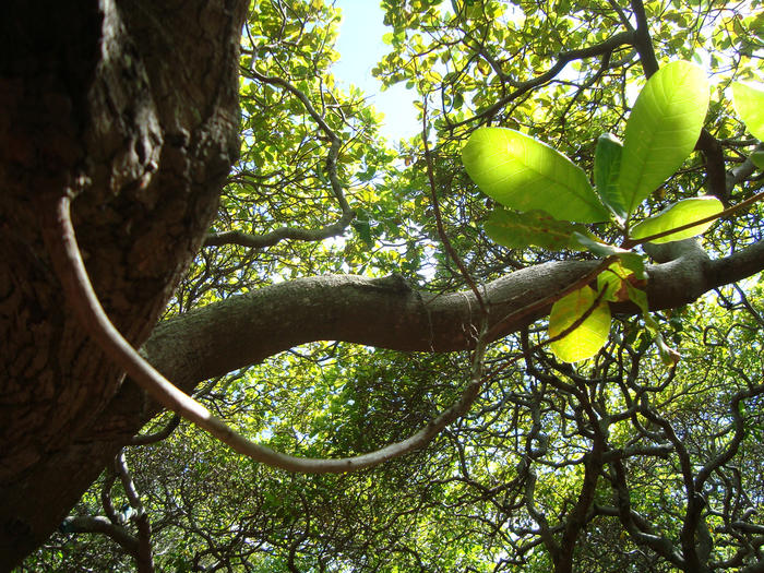 Maior cajueiro do mundo  in Natal