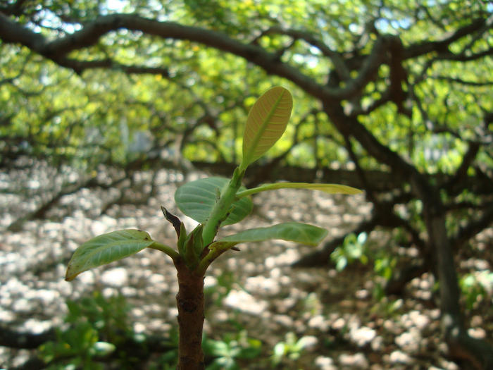Maior cajueiro do mundo  in Natal