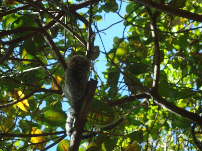 Maior cajueiro do mundo  in Natal